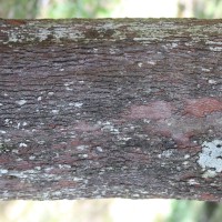 Hakea salicifolia subsp. salicifolia